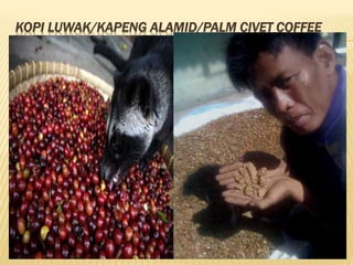 KOPI LUWAK/KAPENG ALAMID/PALM CIVET COFFEE
31
 