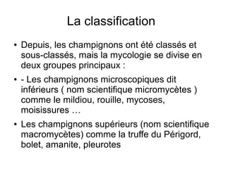 La classification
● Depuis, les champignons ont été classés et
sous-classés, mais la mycologie se divise en
deux groupes principaux :
● - Les champignons microscopiques dit
inférieurs ( nom scientifique micromycètes )
comme le mildiou, rouille, mycoses,
moisissures …
● Les champignons supérieurs (nom scientifique
macromycètes) comme la truffe du Périgord,
bolet, amanite, pleurotes
 
