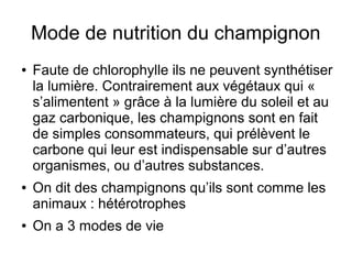 Mode de nutrition du champignon
● Faute de chlorophylle ils ne peuvent synthétiser
la lumière. Contrairement aux végétaux qui «
s’alimentent » grâce à la lumière du soleil et au
gaz carbonique, les champignons sont en fait
de simples consommateurs, qui prélèvent le
carbone qui leur est indispensable sur d’autres
organismes, ou d’autres substances.
● On dit des champignons qu’ils sont comme les
animaux : hétérotrophes
● On a 3 modes de vie
 