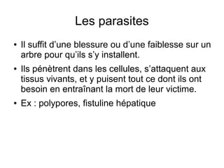 Les parasites
● Il suffit d’une blessure ou d’une faiblesse sur un
arbre pour qu’ils s’y installent.
● Ils pénètrent dans les cellules, s’attaquent aux
tissus vivants, et y puisent tout ce dont ils ont
besoin en entraînant la mort de leur victime.
● Ex : polypores, fistuline hépatique
 