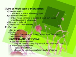 1.Direct Microscopic examination   a) Wet preparation - uses KOH or NaOH as clearing agent b) Calcofluor white stain - shows fungal elements in exudats & small skin scales  under fluorescent  microscope c) Nigrosin or India Ink  d) Wright stain or Giemsa stain 2. Culture - slow growers - Medium  Sabouraud Dextrose Agar, Potato Dextros Agar, Blood agar Corn Meal Agar -IDENTIFICATION OF FUNGUS a. Macroscopic examination - study the mycotic colony, mycelium & the pigment produced b. Microscopic examination - uses a drop of LPCB -observe the size,shape,septation & color of spores 