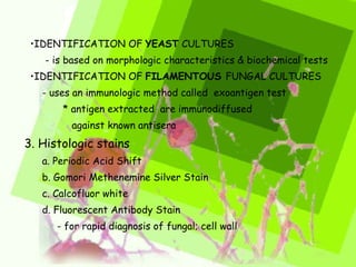 • IDENTIFICATION OF  YEAST  CULTURES - is based on morphologic characteristics & biochemical tests • IDENTIFICATION OF  FILAMENTOUS  FUNGAL CULTURES - uses an immunologic method called  exoantigen test  * antigen extracted  are immunodiffused  against known antisera  3. Histologic stains a. Periodic Acid Shift b. Gomori Methenemine Silver Stain c. Calcofluor white d. Fluorescent Antibody Stain - for rapid diagnosis of fungal; cell wall 