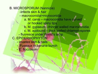 B. MICROSPORUM (Nannizia) -infects skin & hair - macroconidia>microconidia a. M. canis – macroconidia have curved  or hooked spiny tips b. M. gypseum –thinner walled macroconidia c. M. audouinii – thick walled chlamydospores - fluoresce under Wood’s lamp C. EPIDERMOPHYTON - invades skin & nails -  Fuseaux in banana bunch - E. floccosum 