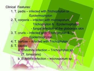 Clinical  Features: 1. T. pedis – infected with Trichophyton or  Epidermophyton 2. T. corporis – infected with microsporum,  Trichophyton &  Epidermophyton - fungal infection of the globorous skin 3. T. cruris – infected with  Trichophyton &  Epidermophyton 4. T. barbae – infected with Trichophyton 5. T. capitis a. Endothrix infection – Trichophyton sp.  (T. tonsurans) b. Ectothrix infection – microsporum sp. 