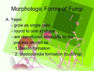 Morphologic Forms of Fungi A. Yeast - grow as single cells - round to oval in shape - are reproduced asexually by the  process termed as  1. fission formation 2. blastoconidia formation (budding)  