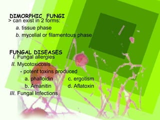 > can exist in 2 forms: a . tissue phase b.  mycelial or filamentous phase I.  Fungal allergies II.  Mycotoxicosis - potent toxins produced a. phalloidin  c. ergotism b. Amanitin  d. Aflatoxin  III.  Fungal Infections DIMORPHIC  FUNGI FUNGAL DISEASES 