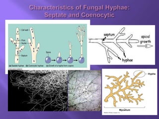 Mycological Loop Mycology | PPTX