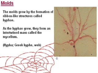 Mycological Loop Mycology | PPT