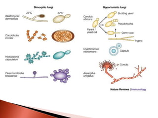 Mycological Loop Mycology | PPTX