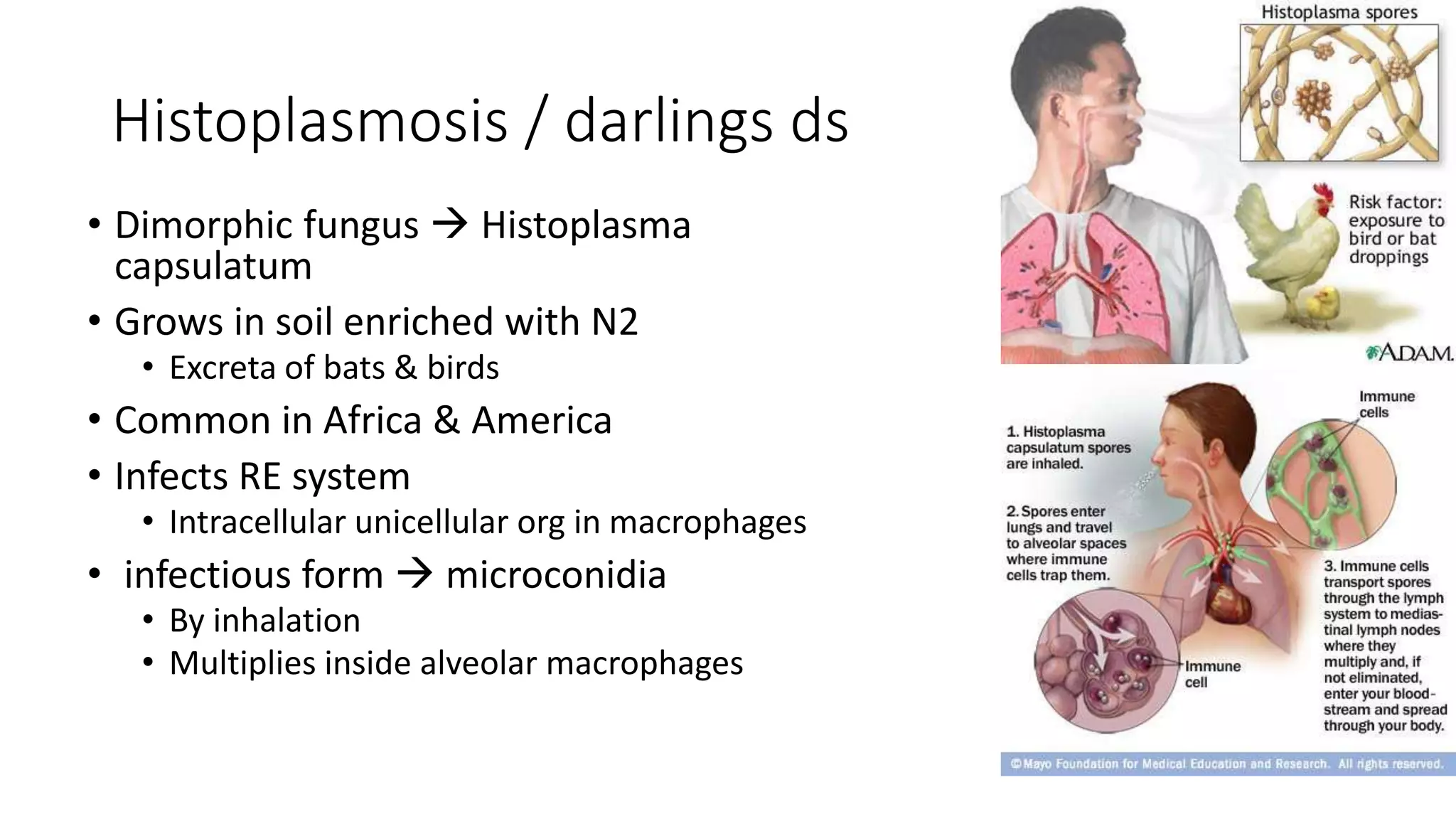 Histoplasmosis / darlings ds
• Dimorphic fungus  Histoplasma
capsulatum
• Grows in soil enriched with N2
• Excreta of bats & birds
• Common in Africa & America
• Infects RE system
• Intracellular unicellular org in macrophages
• infectious form  microconidia
• By inhalation
• Multiplies inside alveolar macrophages
 