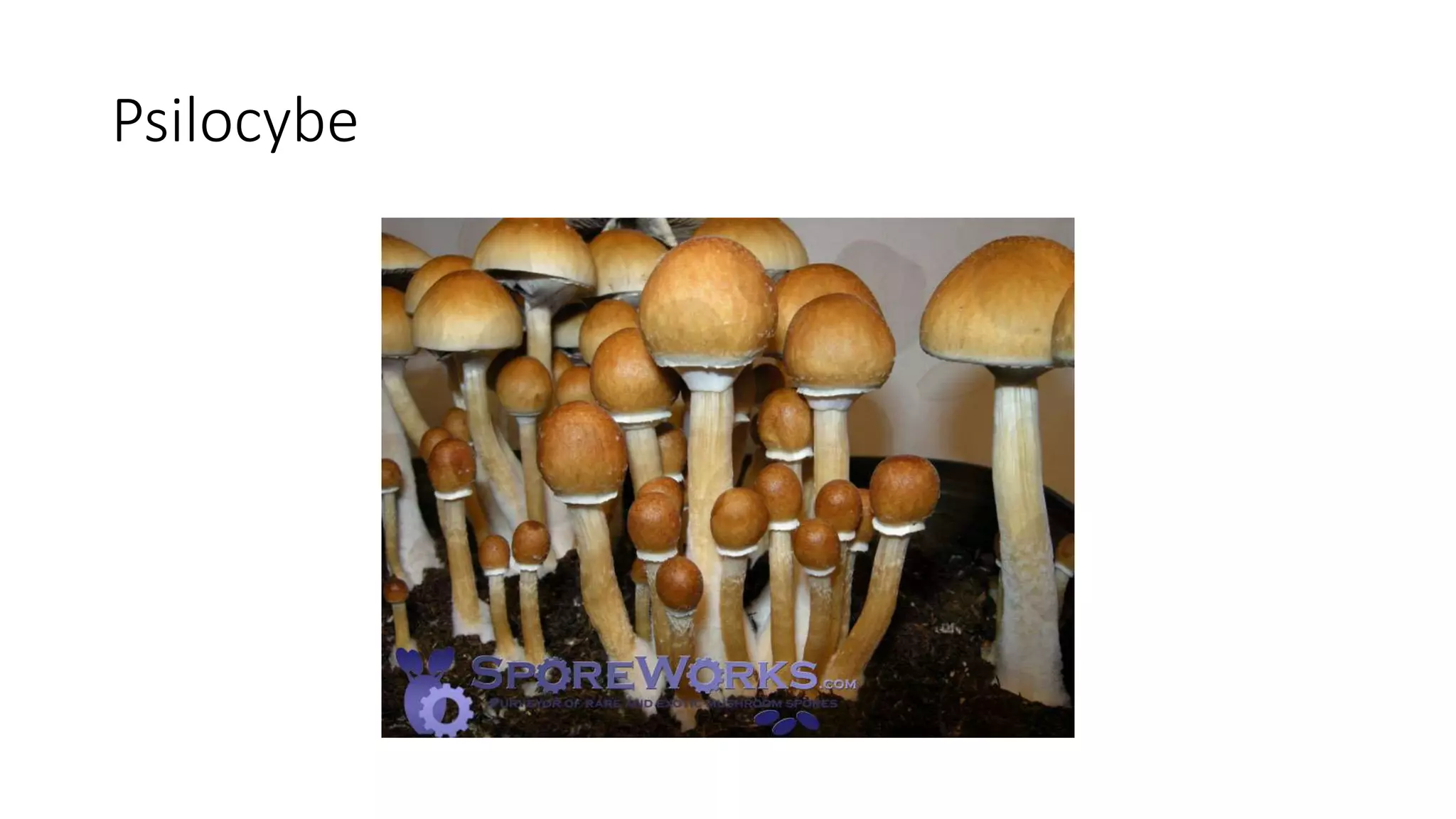 Psilocybe
 