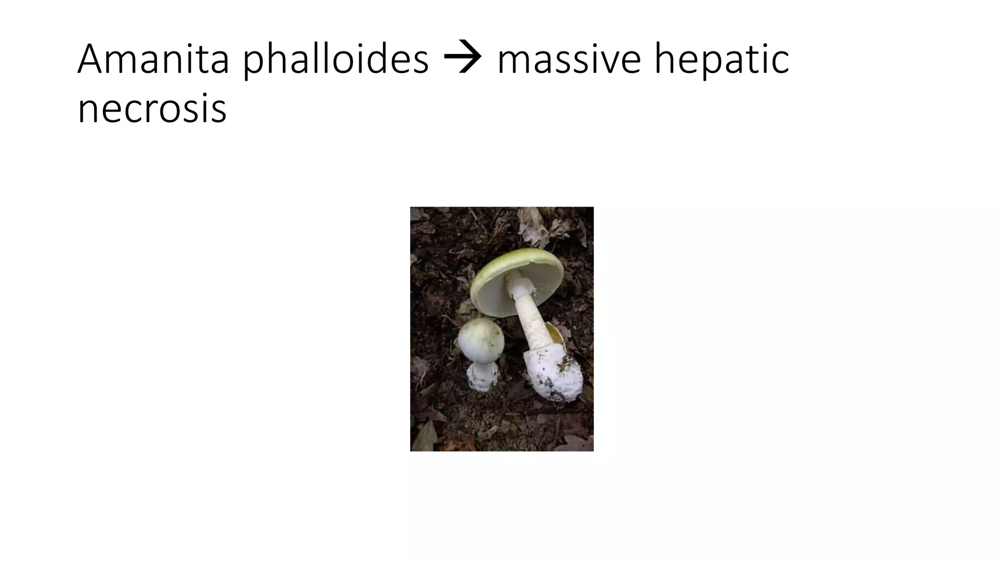 Amanita phalloides  massive hepatic
necrosis
 