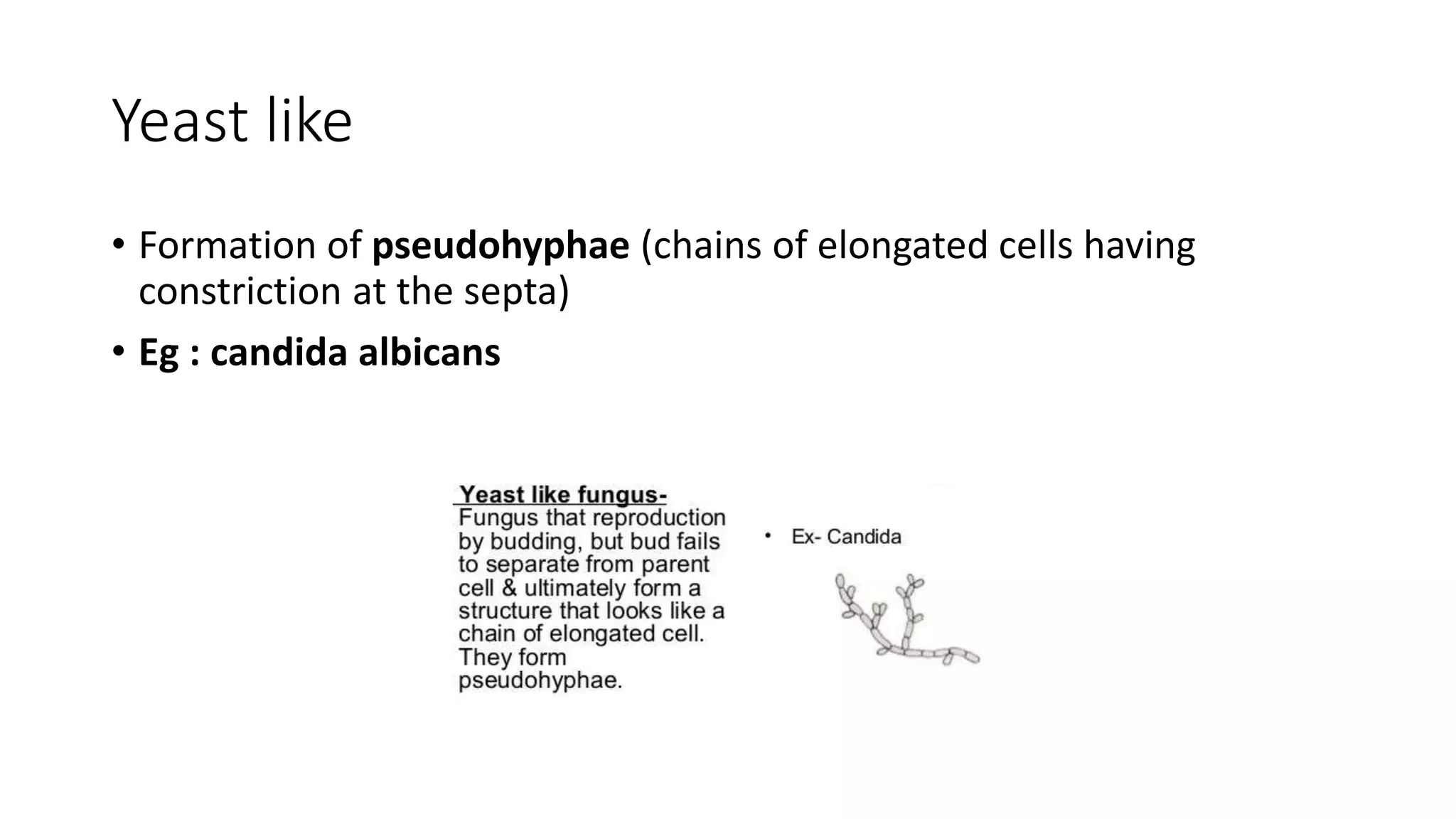 Yeast like
• Formation of pseudohyphae (chains of elongated cells having
constriction at the septa)
• Eg : candida albicans
 