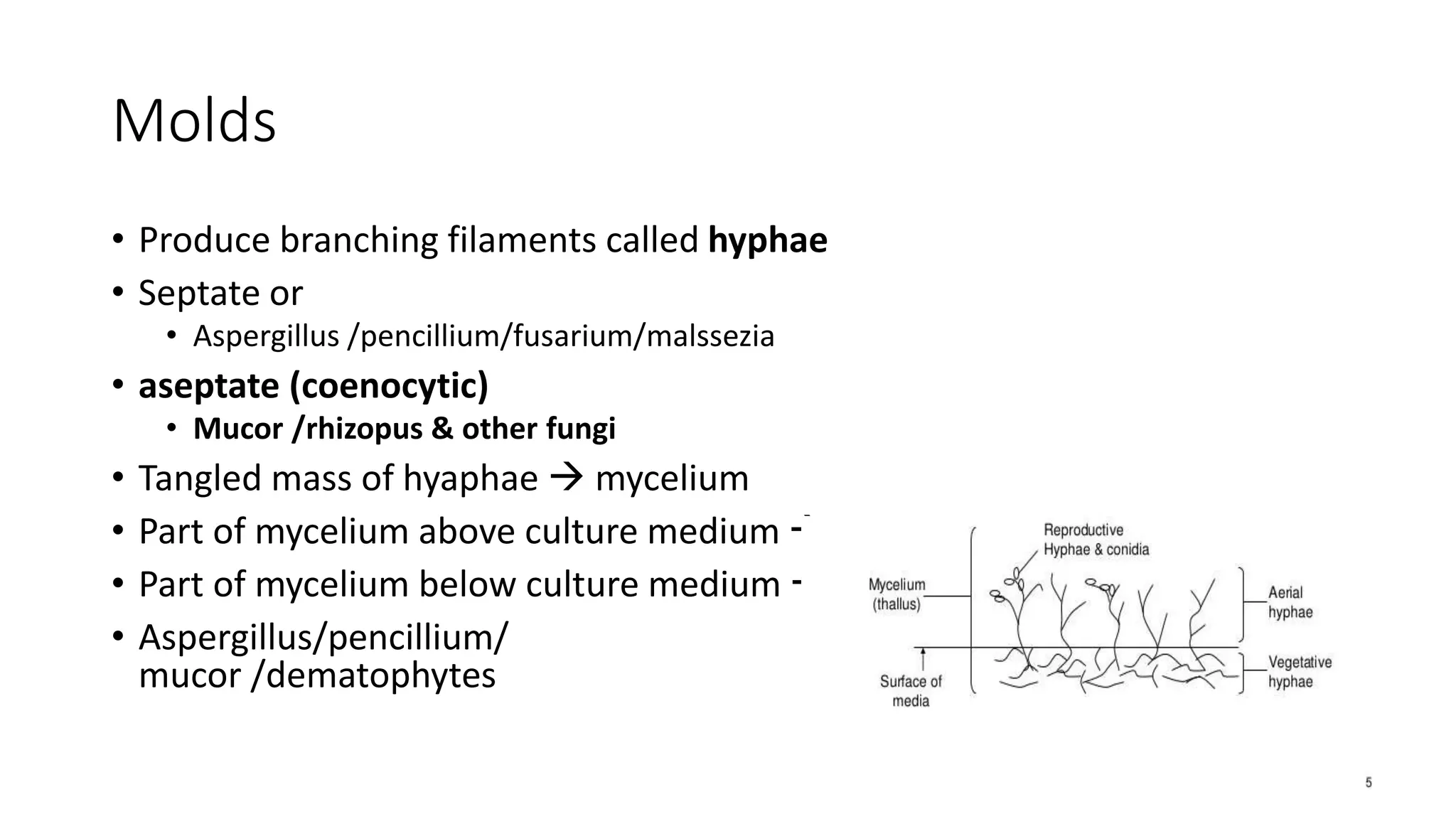 Molds
• Produce branching filaments called hyphae
• Septate or
• Aspergillus /pencillium/fusarium/malssezia
• aseptate (coenocytic)
• Mucor /rhizopus & other fungi
• Tangled mass of hyaphae  mycelium
• Part of mycelium above culture medium  aerial
• Part of mycelium below culture medium  vegetative
• Aspergillus/pencillium/
mucor /dematophytes
 