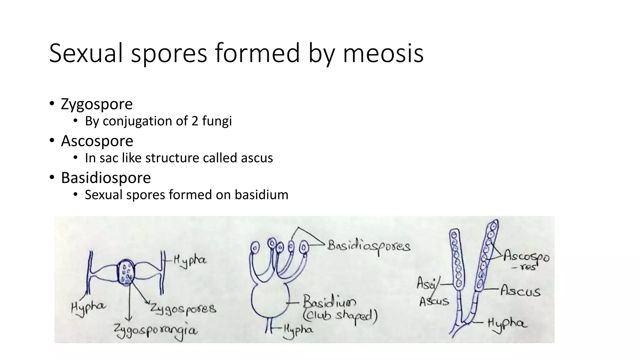 Sexual spores formed by meosis
• Zygospore
• By conjugation of 2 fungi
• Ascospore
• In sac like structure called ascus
• Basidiospore
• Sexual spores formed on basidium
 