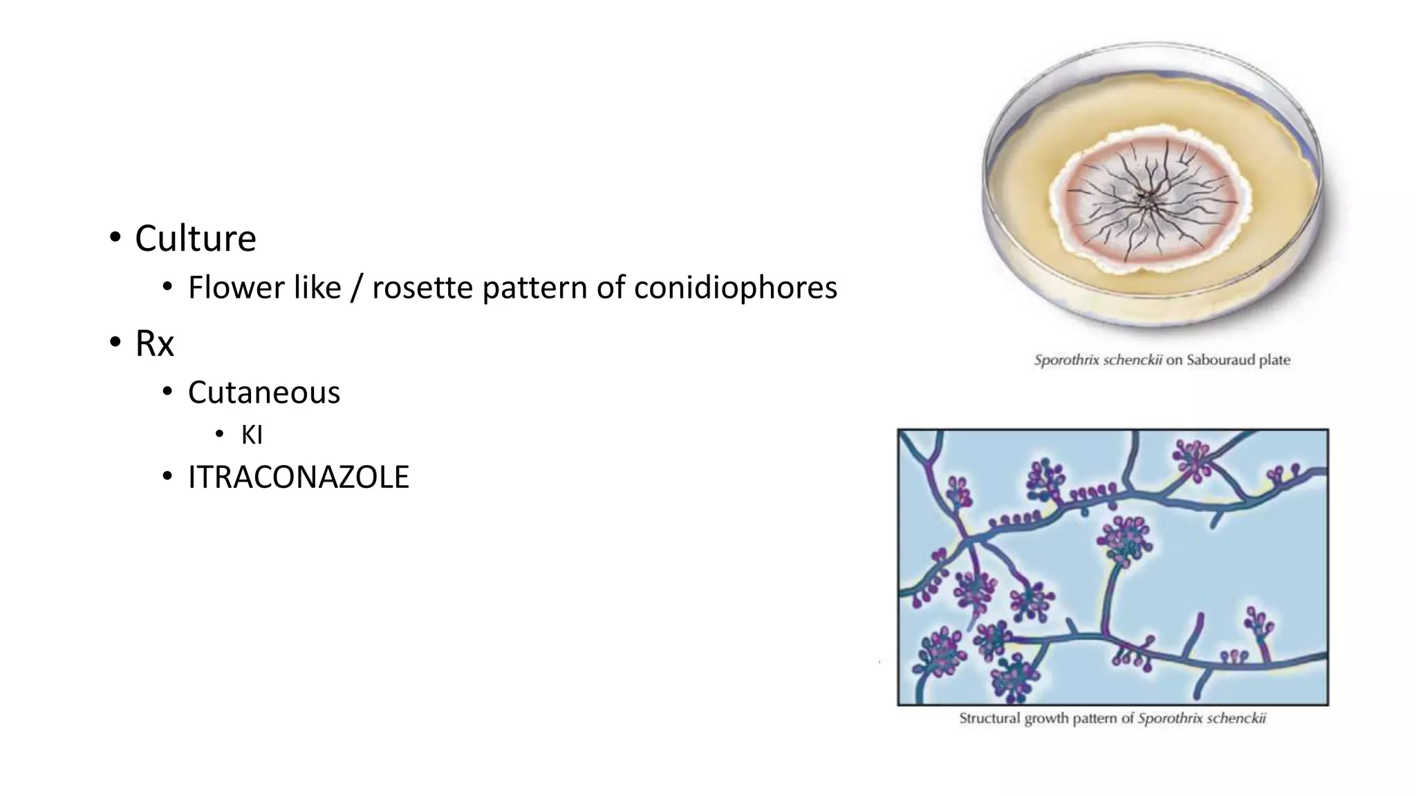 • Culture
• Flower like / rosette pattern of conidiophores
• Rx
• Cutaneous
• KI
• ITRACONAZOLE
 