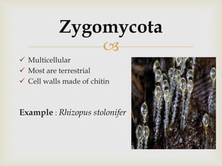
 Multicellular
 Most are terrestrial
 Cell walls made of chitin
Example : Rhizopus stolonifer
Zygomycota
 