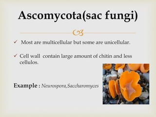 
 Most are multicellular but some are unicellular.
 Cell wall contain large amount of chitin and less
cellulos.
Example : Neurospora,Saccharomyces
Ascomycota(sac fungi)
 