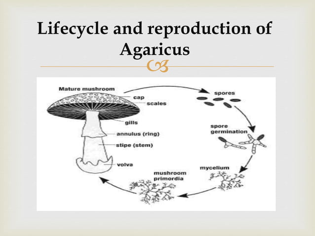 mycology-powerpoint-presentation-ppt