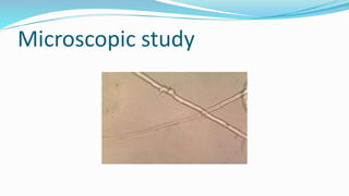 Microscopic study
 