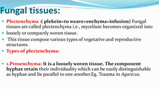 Fungal tissues:
 Plectenchyma :( plekein=to weave+enchyma=infusion) Fungal
tissues are called plectenchyma i.e., mycelium becomes organized into
 loosely or compactly woven tissue.
 This tissue compose various types of vegetative and reproductive
structures.
 Types of plectenchyma:
 1.Prosenchyma: It is a loosely woven tissue. The component
hyphae retain their individuality which can be easily distinguishable
as hyphae and lie parallel to one another.Eg. Trauma in Agaricus.
 