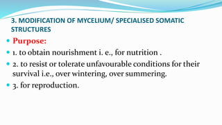 3. MODIFICATION OF MYCELIUM/ SPECIALISED SOMATIC
STRUCTURES
 Purpose:
 1. to obtain nourishment i. e., for nutrition .
 2. to resist or tolerate unfavourable conditions for their
survival i.e., over wintering, over summering.
 3. for reproduction.
 