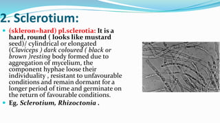 2. Sclerotium:
 (skleron=hard) pl.sclerotia: It is a
hard, round ( looks like mustard
seed)/ cylindrical or elongated
(Claviceps ) dark coloured ( black or
brown )resting body formed due to
aggregation of mycelium, the
component hyphae loose their
individuality , resistant to unfavourable
conditions and remain dormant for a
longer period of time and germinate on
the return of favourable conditions.
 Eg. Sclerotium, Rhizoctonia .
 