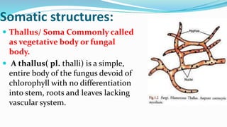 Somatic structures:
 Thallus/ Soma Commonly called
as vegetative body or fungal
body.
 A thallus( pl. thalli) is a simple,
entire body of the fungus devoid of
chlorophyll with no differentiation
into stem, roots and leaves lacking
vascular system.
 