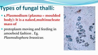 Types of fungal thalli:
 1.Plasmodium (plasma = moulded
body): It is a naked,multinucleate
mass of
 protoplasm moving and feeding in
amoeboid fashion . Eg.
Plasmodiophora brassicae.
 