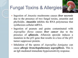 Fungal Toxins & Allergies
 Ingestion of Amanita mushrooms causes liver necrosis
due to the presence of two fungal toxins, amanitin and
phylloidin. Amanitin inhibits the RNA polymerase that
synthesizes cellular mRNA.
 Ingestion of peanuts and grains contaminated with
Aspergillus flavus causes liver cancer due to the
presence of aflatoxin. Aflatoxin epoxide induces a
mutation in the p53 gene that results in a loss of the p53
tumor suppressor protein.
 Inhalation of the spores of Aspergillus fumigatus can
cause allergic bronchopulmonary aspergillosis. This is
an IgE-mediated immediate hypersensitivity response.
 