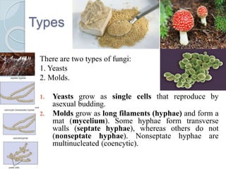 Types
There are two types of fungi:
1. Yeasts
2. Molds.
1. Yeasts grow as single cells that reproduce by
asexual budding.
2. Molds grow as long filaments (hyphae) and form a
mat (mycelium). Some hyphae form transverse
walls (septate hyphae), whereas others do not
(nonseptate hyphae). Nonseptate hyphae are
multinucleated (coencytic).
 