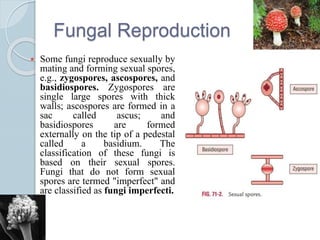 Fungal Reproduction
 Some fungi reproduce sexually by
mating and forming sexual spores,
e.g., zygospores, ascospores, and
basidiospores. Zygospores are
single large spores with thick
walls; ascospores are formed in a
sac called ascus; and
basidiospores are formed
externally on the tip of a pedestal
called a basidium. The
classification of these fungi is
based on their sexual spores.
Fungi that do not form sexual
spores are termed "imperfect" and
are classified as fungi imperfecti.
 