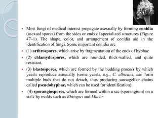  Most fungi of medical interest propagate asexually by forming conidia
(asexual spores) from the sides or ends of specialized structures (Figure
47–1). The shape, color, and arrangement of conidia aid in the
identification of fungi. Some important conidia are
 (1) arthrospores, which arise by fragmentation of the ends of hyphae
 (2) chlamydospores, which are rounded, thick-walled, and quite
resistant.
 (3) blastospores, which are formed by the budding process by which
yeasts reproduce asexually (some yeasts, e.g., C. albicans, can form
multiple buds that do not detach, thus producing sausagelike chains
called pseudohyphae, which can be used for identification).
 (4) sporangiospores, which are formed within a sac (sporangium) on a
stalk by molds such as Rhizopus and Mucor.
 