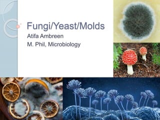 Fungi/Yeast/Molds
Atifa Ambreen
M. Phil, Microbiology
 