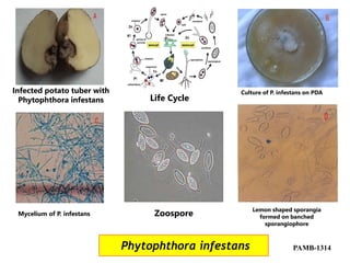 Phytophthora infestans PAMB-1314
Infected potato tuber with
Phytophthora infestans
Culture of P. infestans on PDA
Mycelium of P. infestans
Life Cycle
Lemon shaped sporangia
formed on banched
sporangiophore
Zoospore
 