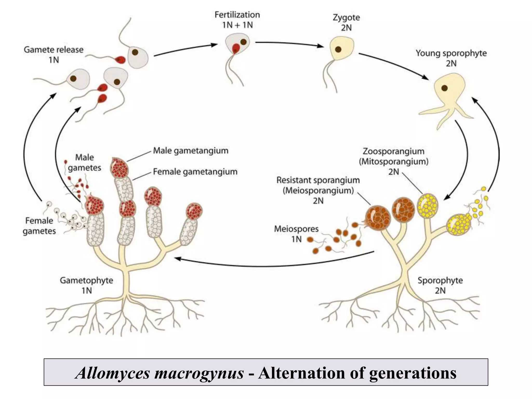 Systemic classification of zygomycota and blastocladomycota | PPTX
