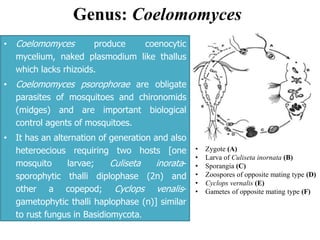 Genus: Coelomomyces
• Coelomomyces produce coenocytic
mycelium, naked plasmodium like thallus
which lacks rhizoids.
• Coelomomyces psorophorae are obligate
parasites of mosquitoes and chironomids
(midges) and are important biological
control agents of mosquitoes.
• It has an alternation of generation and also
heteroecious requiring two hosts [one
mosquito larvae; Culiseta inorata-
sporophytic thalli diplophase (2n) and
other a copepod; Cyclops venalis-
gametophytic thalli haplophase (n)] similar
to rust fungus in Basidiomycota.
• Zygote (A)
• Larva of Culiseta inornata (B)
• Sporangia (C)
• Zoospores of opposite mating type (D)
• Cyclops vernalis (E)
• Gametes of opposite mating type (F)
 