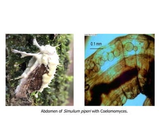 Abdomen of Simulium piperi with Coelomomyces.
 