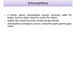 Entomophthora
• A familiar species Entomopthora muscae, commonly called Fly
fungus, found on dead house fly, causes ‘Fly cholera’.
• Healthy flies contact the sticky conidia and get infected.
• Entomopthora maimaiga is used as a biocontrol agent against gypsy
moths
 