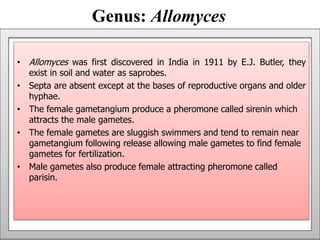 Genus: Allomyces
• Allomyces was first discovered in India in 1911 by E.J. Butler, they
exist in soil and water as saprobes.
• Septa are absent except at the bases of reproductive organs and older
hyphae.
• The female gametangium produce a pheromone called sirenin which
attracts the male gametes.
• The female gametes are sluggish swimmers and tend to remain near
gametangium following release allowing male gametes to find female
gametes for fertilization.
• Male gametes also produce female attracting pheromone called
parisin.
 