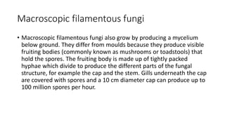 Macroscopic filamentous fungi
• Macroscopic filamentous fungi also grow by producing a mycelium
below ground. They differ from moulds because they produce visible
fruiting bodies (commonly known as mushrooms or toadstools) that
hold the spores. The fruiting body is made up of tightly packed
hyphae which divide to produce the different parts of the fungal
structure, for example the cap and the stem. Gills underneath the cap
are covered with spores and a 10 cm diameter cap can produce up to
100 million spores per hour.
 