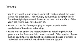 Yeasts
• Yeasts are small, lemon-shaped single cells that are about the same
size as red blood cells. They multiply by budding a daughter cell off
from the original parent cell. Scars can be seen on the surface of the
yeast cell where buds have broken off.
• Yeasts such as Saccharomyces play an important role in the
production of bread and in brewing.
• Yeasts are also one of the most widely used model organisms for
genetic studies, for example in cancer research. Other species of yeast
such as Candida are opportunistic pathogens and cause infections in
individuals who do not have a healthy immune system.
 