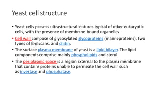Yeast cell structure
• Yeast cells possess ultrastructural features typical of other eukaryotic
cells, with the presence of membrane-bound organelles
• Cell wall compose of glycosylated glycoproteins (mannoproteins), two
types of β-glucans, and chitin.
• The surface plasma membrane of yeast is a lipid bilayer, The lipid
components comprise mainly phospholipids and sterol.
• The periplasmic space is a region external to the plasma membrane
that contains proteins unable to permeate the cell wall, such
as invertase and phosphatase.
 