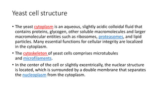 Yeast cell structure
• The yeast cytoplasm is an aqueous, slightly acidic colloidal fluid that
contains proteins, glycogen, other soluble macromolecules and larger
macromolecular entities such as ribosomes, proteasomes, and lipid
particles. Many essential functions for cellular integrity are localized
in the cytoplasm.
• The cytoskeleton of yeast cells comprises microtubules
and microfilaments.
• In the center of the cell or slightly excentrically, the nuclear structure
is located, which is surrounded by a double membrane that separates
the nucleoplasm from the cytoplasm.
 