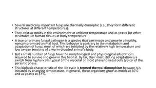 • Several medically important fungi are thermally dimorphic (i.e., they form different
structures at different temperatures).
• They exist as molds in the environment at ambient temperature and as yeasts (or other
structures) in human tissues at body temperature.
• A true or primary fungal pathogen is a species that can invade and grow in a healthy,
noncompromised animal host. This behavior is contrary to the metabolism and
adaptation of fungi, most of which are inhibited by the relatively high temperature and
low oxygen tensions of a warm-blooded animal’s body.
• But a small number of fungi have the morphological and physiological adaptations
required to survive and grow in this habitat. By far, their most striking adaptation is a
switch from hyphal cells typical of the mycelial or mold phase to yeast cells typical of the
parasitic phase.
• This biphasic characteristic of the life cycle is termed thermal dimorphism because it is
initiated by changing temperature. In general, these organisms grow as molds at 30°C
and as yeasts at 37°C.
 