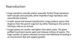 Reproduction
• Fungi reproduce sexually and/or asexually. Perfect fungi reproduce
both sexually and asexually, while imperfect fungi reproduce only
asexually (by mitosis).
• In both sexual and asexual reproduction, fungi produce spores that
disperse from the parent organism by either floating on the wind or
hitching a ride on an animal.
• Fungal spores are smaller and lighter than plant seeds. The giant
puffball mushroom bursts open and releases trillions of spores. The
huge number of spores released increases the likelihood of landing in
an environment that will support growth.
 