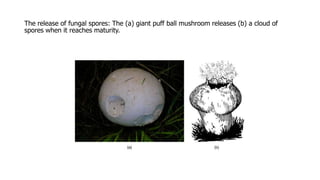 The release of fungal spores: The (a) giant puff ball mushroom releases (b) a cloud of
spores when it reaches maturity.
 