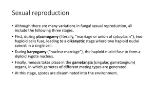 Sexual reproduction
• Although there are many variations in fungal sexual reproduction, all
include the following three stages.
• First, during plasmogamy (literally, “marriage or union of cytoplasm”), two
haploid cells fuse, leading to a dikaryotic stage where two haploid nuclei
coexist in a single cell.
• During karyogamy (“nuclear marriage”), the haploid nuclei fuse to form a
diploid zygote nucleus.
• Finally, meiosis takes place in the gametangia (singular, gametangium)
organs, in which gametes of different mating types are generated.
• At this stage, spores are disseminated into the environment.
 