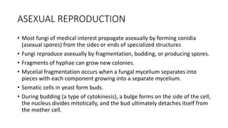 ASEXUAL REPRODUCTION
• Most fungi of medical interest propagate asexually by forming conidia
(asexual spores) from the sides or ends of specialized structures
• Fungi reproduce asexually by fragmentation, budding, or producing spores.
• Fragments of hyphae can grow new colonies.
• Mycelial fragmentation occurs when a fungal mycelium separates into
pieces with each component growing into a separate mycelium.
• Somatic cells in yeast form buds.
• During budding (a type of cytokinesis), a bulge forms on the side of the cell,
the nucleus divides mitotically, and the bud ultimately detaches itself from
the mother cell.
 
