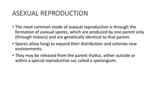 ASEXUAL REPRODUCTION
• The most common mode of asexual reproduction is through the
formation of asexual spores, which are produced by one parent only
(through mitosis) and are genetically identical to that parent.
• Spores allow fungi to expand their distribution and colonize new
environments.
• They may be released from the parent thallus, either outside or
within a special reproductive sac called a sporangium.
 